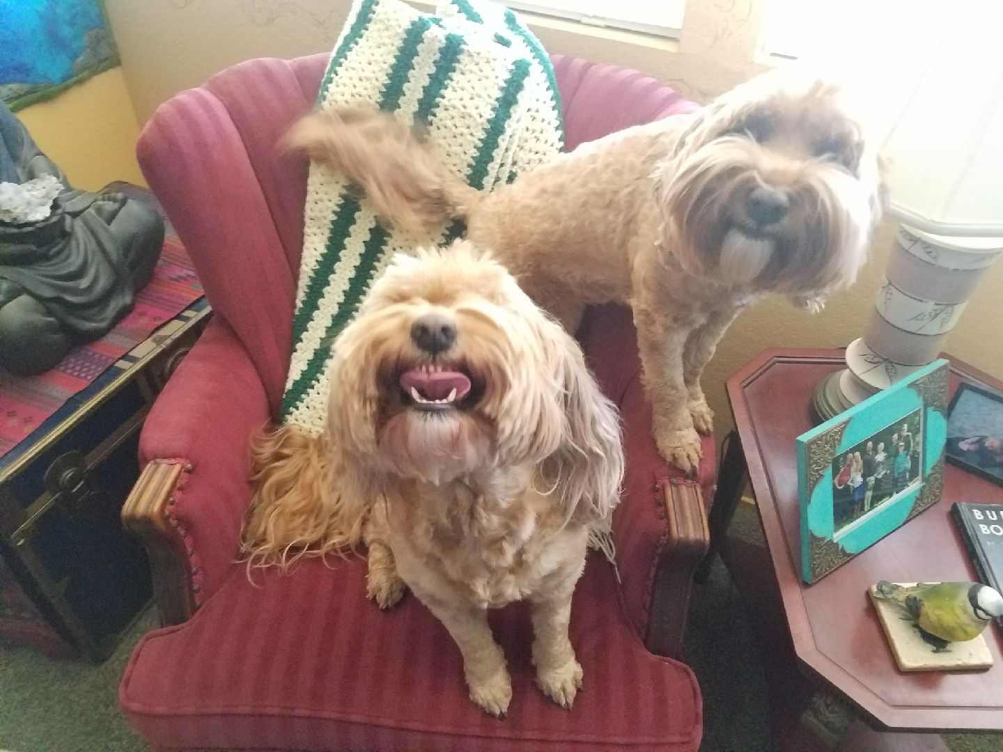 Smiling Dogs